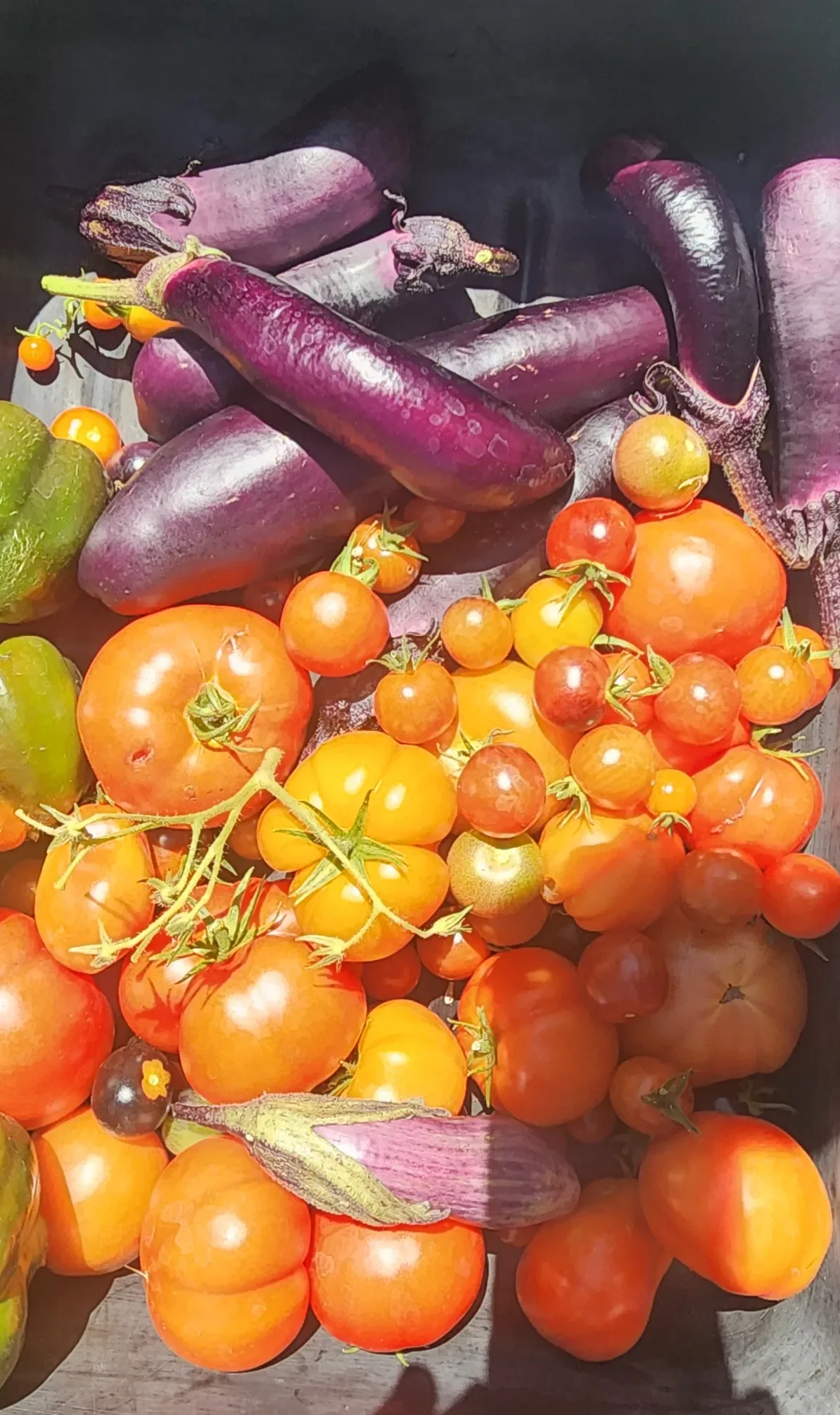 eggplant-tomatoes